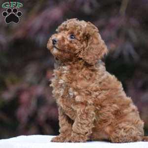 Tyson, Miniature Poodle Puppy
